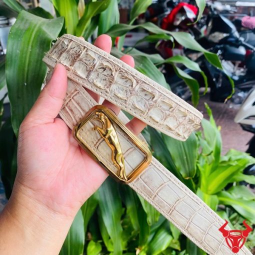 Thắt lưng cá sấu bạch tạng, sang trọng, phong cách.